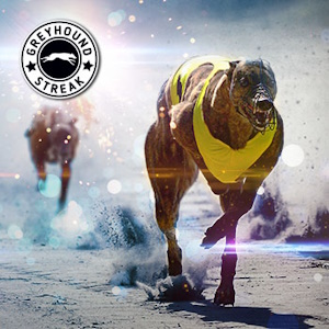 Greyhound Streak